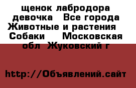 щенок лабродора девочка - Все города Животные и растения » Собаки   . Московская обл.,Жуковский г.